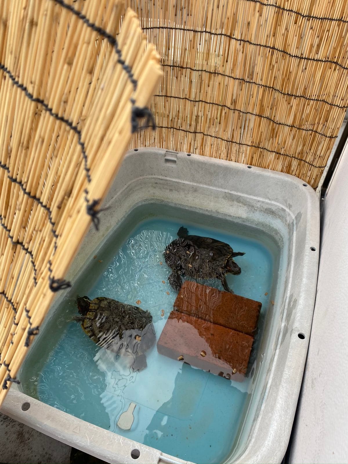 ミシシッピアカミミガメ