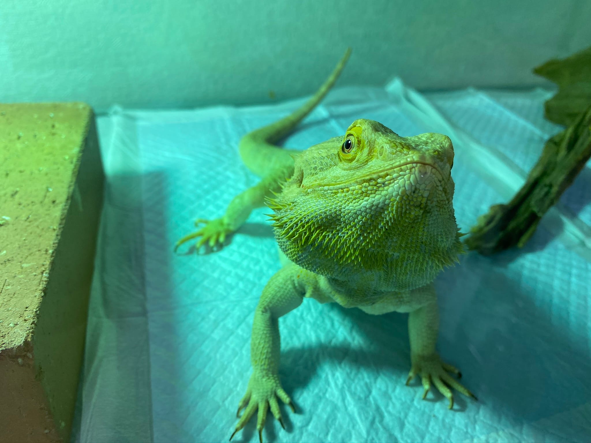 フトアゴヒゲトカゲ