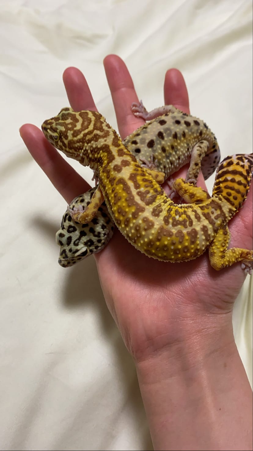 ヒョウモントカゲモドキ