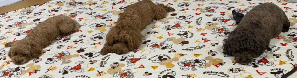 ラテくん、モカくん、ココアくん