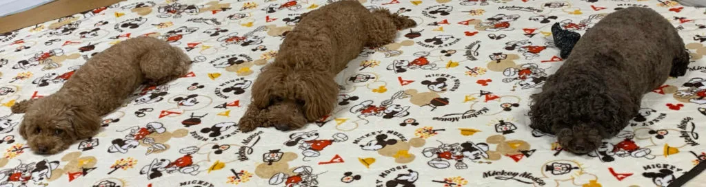 ラテくん、モカくん、ココアくん