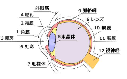 主な眼の構造