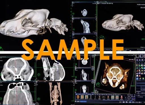 レントゲン検査や超音波検査との違い
