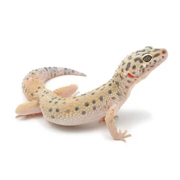 トカゲ・ヤモリ