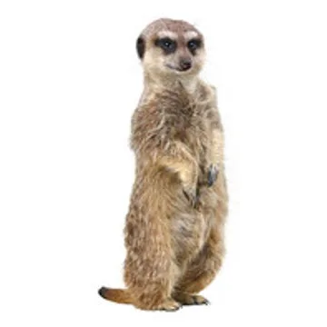 ミーアキャット