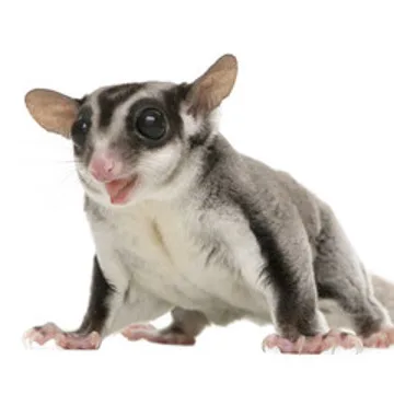 フクロモモンガ